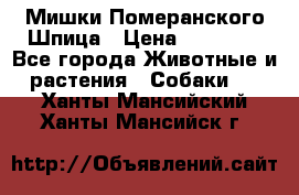 Мишки Померанского Шпица › Цена ­ 60 000 - Все города Животные и растения » Собаки   . Ханты-Мансийский,Ханты-Мансийск г.